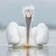 Illustration for article titled Wildlife Photo Contest Shows Nature Can Be Cruel—But Also Kind